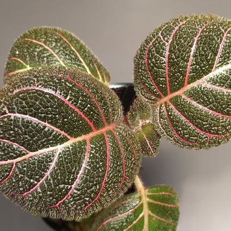 Pearcea hypocyrtiflora from South America