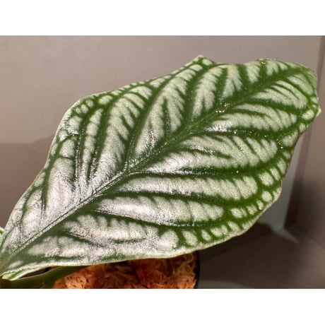 Labisia sp. from Vietnam