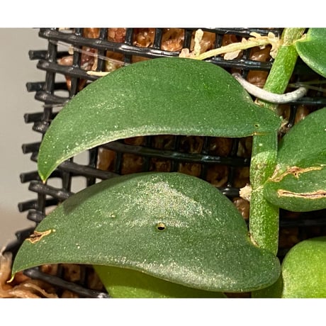 Rhaphidophora sp. "Silver leaf" from Miri Sarawak