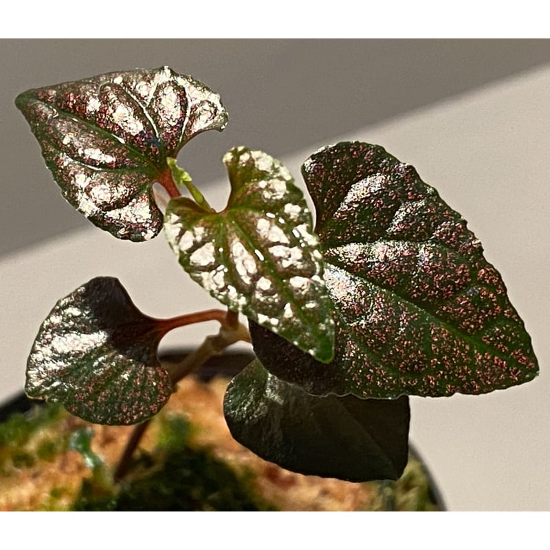 Piper sp. from Carranglan Nueva Ecija 標高1200m [