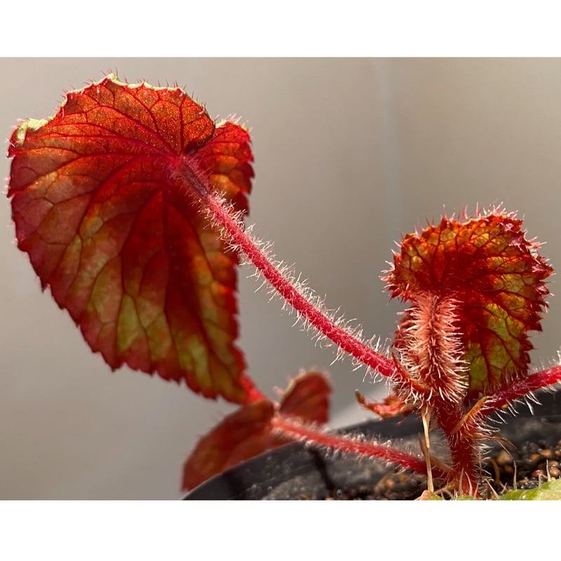 Begonia sp. from Ha Giang North Vietnam | M・R・G・R