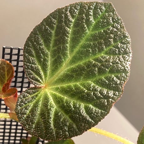 Begonia sp. from Manaus