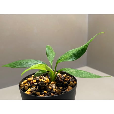 Homalomena hasei "狐尾" from Aceh sumatera [LA0616-04]