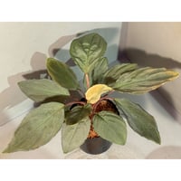 Homalomena sp. from Padang sumatera [LA0117-02]