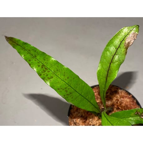 Microsorium sp. from Trat Thailand