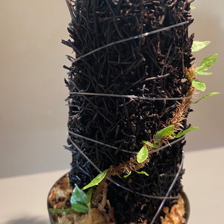 Microgramma vacciniifolia