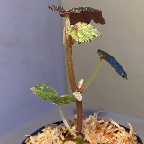 Begonia sp. from North Toraja [S0919-02] 伊藤蟻植物農園