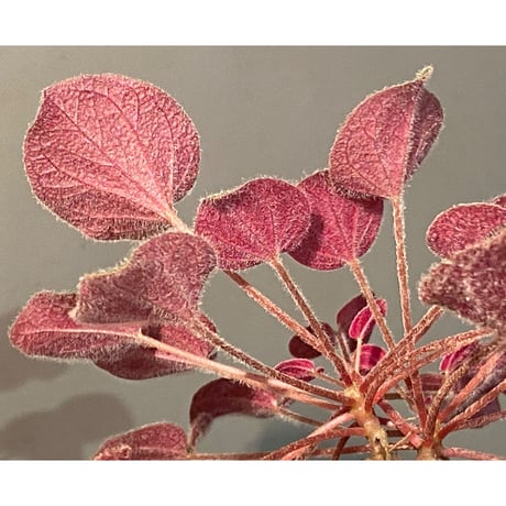Sonerila dongnathamensis [LA]