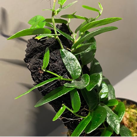 Ficus sp. from Bau