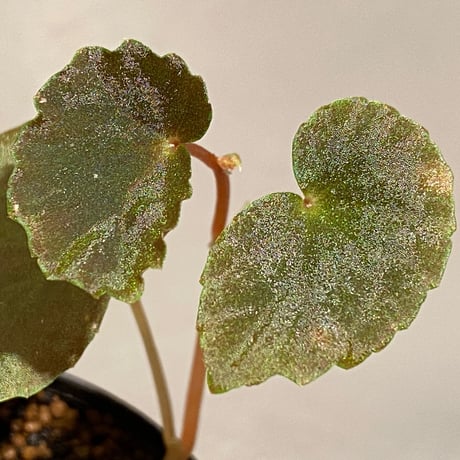 Begonia sp. from Borneo