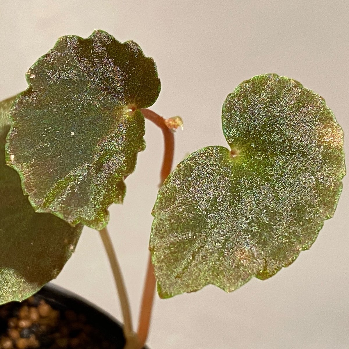 Begonia sp. from Borneo | M・R・G・R