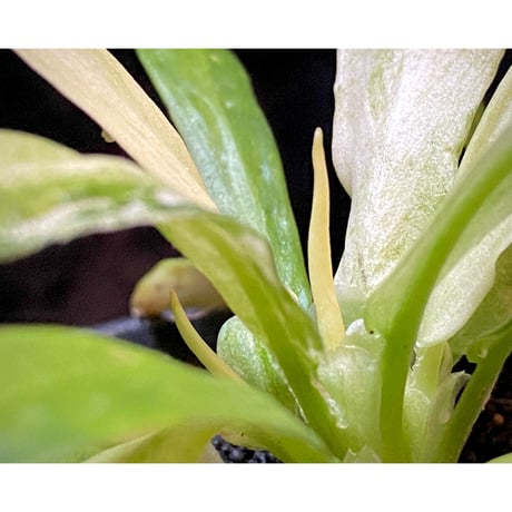 Schismatoglottis sp. "初霜錦" from Murung raya [LA0515-05]