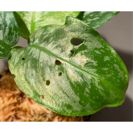 Schismatoglottis Rongisupata from West Kalimantan [KN]