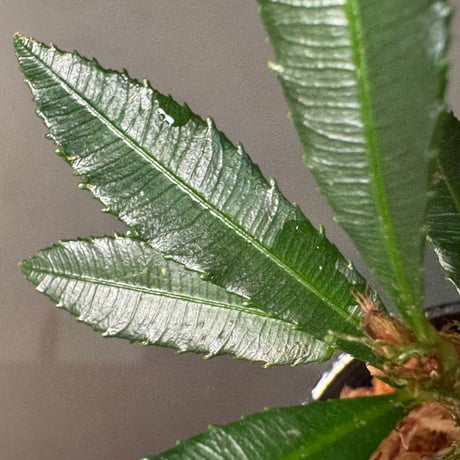 Neckia sp. from West Kalimantan ①