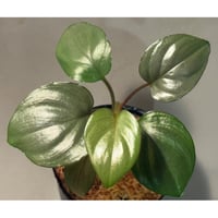 Homalomena sp. "Ultron Prime" from Riau Sumatera