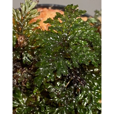 Hymenophyllum sp. from Ko Mak Thailand ①