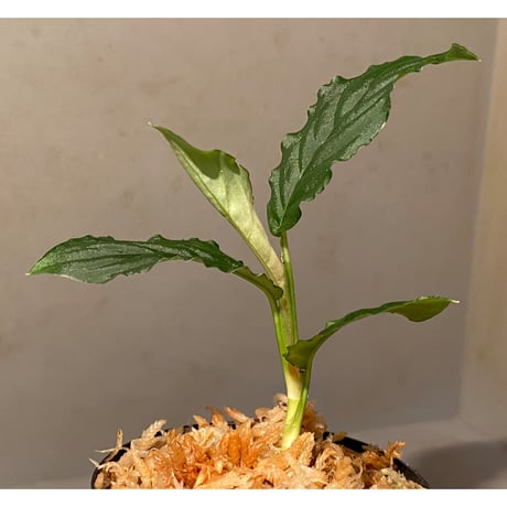 Unknown from Iquitos Peru [tanakay]