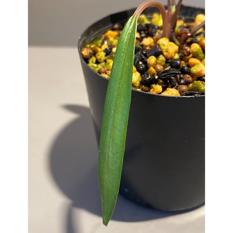 Homalomena sp. "Green" from Sulawesi [LA]