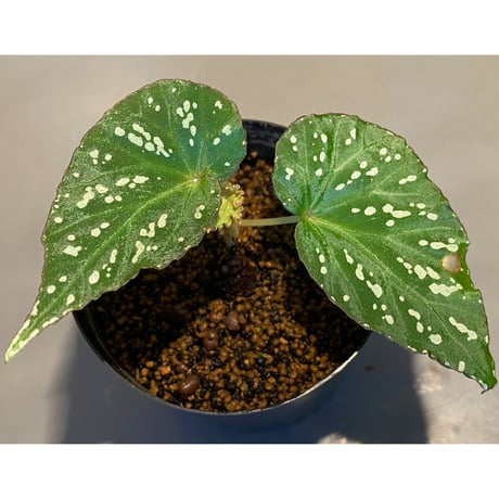 Begonia sp. from Aceh sumatera [LA1115-01T]