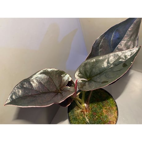 (大株) Syngonium sp. from Choco Colombia [tanakay]