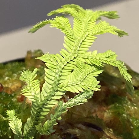 Selaginella biformis [STRINGE PLANTS]