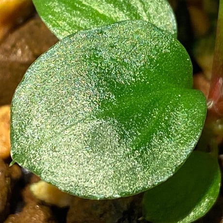 Homalomena sp. from Tambunan [TK200217]