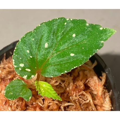 Begonia sp. "Mempawah hulu" Landak Kalimantan barat [TB]