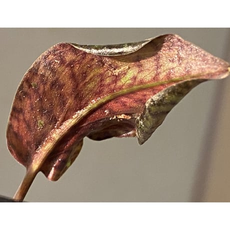 Cryptocoryne nurii "Lga-9" Pulau Lingga [HW0622-14]