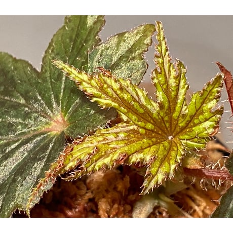 Begonia cv. Jaggy [LA0314-00-f1]