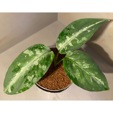 Aglaonema pictum A "しるば〜らいん" from Aceh sumatera [LA0315-04j]