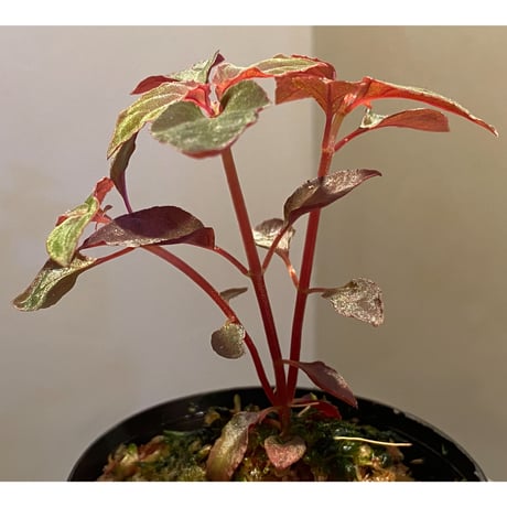 Melastoma sp. from Sibolga