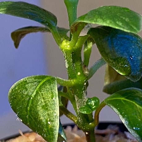 Cosmianthemum bullatum [LA0515-02]