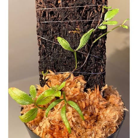 Teratophyllum ludens from Selangor Malaysia