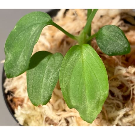 Homalomena sp. "Emerald Silver × ?" wf1 from Kepulauan Riau [KZT]