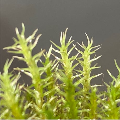 Moss "Sumatra utara" Sumatra [TB] ②