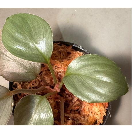 Homalomena sp. from Pulau Lingga