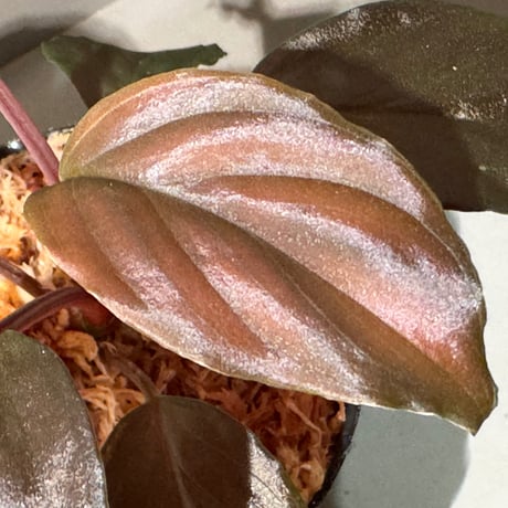 Homalomena sp. "Glossy Purple" from Malaysia
