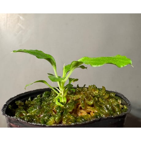 Homalomena sp. from Solok sumatera [LA0214-3]