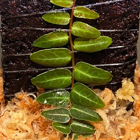 Marcgravia umbellata [Equaflor-A]