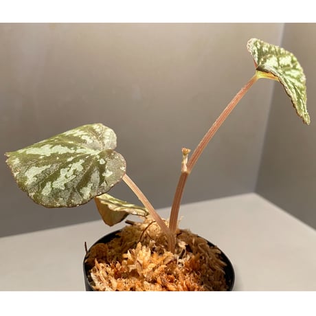 Begonia variabilis from Dabong [TK150717]