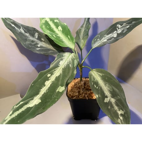 Aglaonema pictum A "しるば〜らいん" from Aceh sumatera [LA0315-4j]