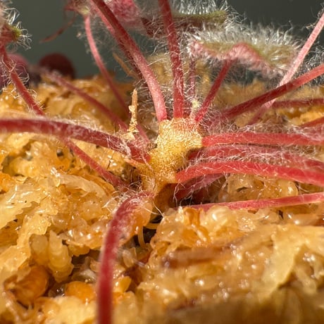 Sonerila dongnathamensis [LA]