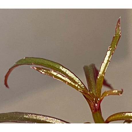 Sonerila linearis from Kedah Malaysia [LA0717-02]