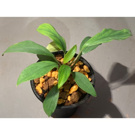 Homalomena cf. hasei from Aceh sumatera [LA1118-03]