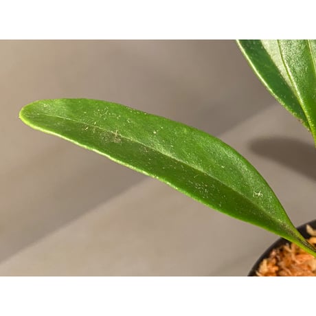 Pyrrosia sp. from Chaiyaphum Thailand