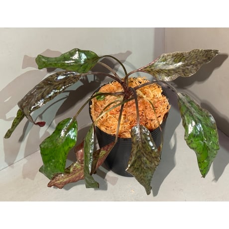 クリプトコリネ | STORES