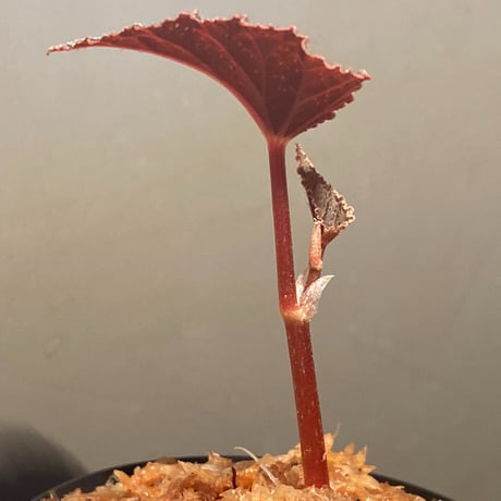 Begonia integrifolia from Satun Thailand