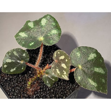 Begonia sp. from Cao Bang [YH050519] TK