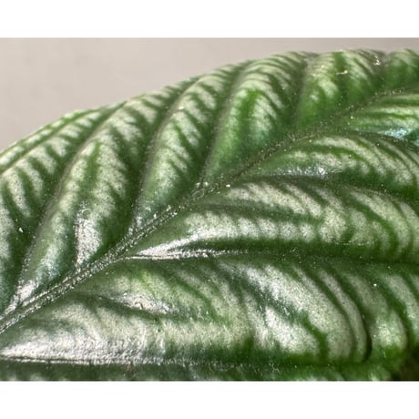 Labisia sp. from Vietnam