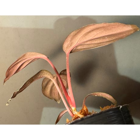 Homalomena sp. "Glossy Purple" from Malaysia
